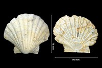 Pecten benedictus